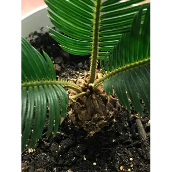 Organic Coconut Plant